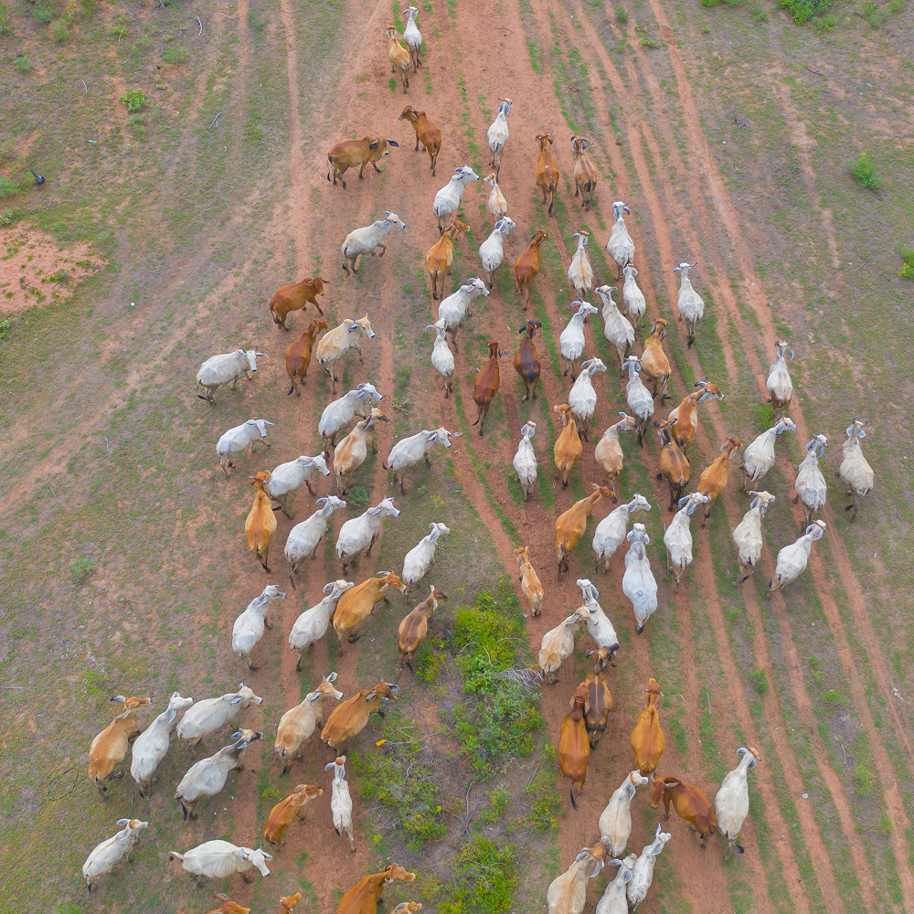 Aerial cattle and game counting