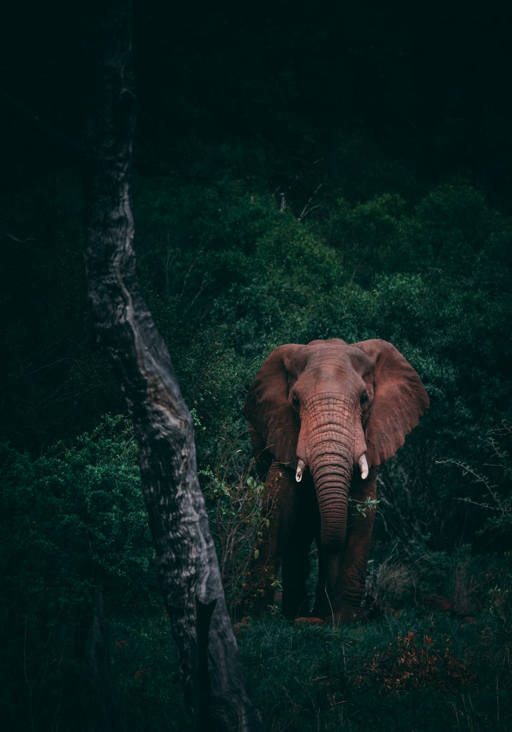 Big 5 Wildlife in South Africa